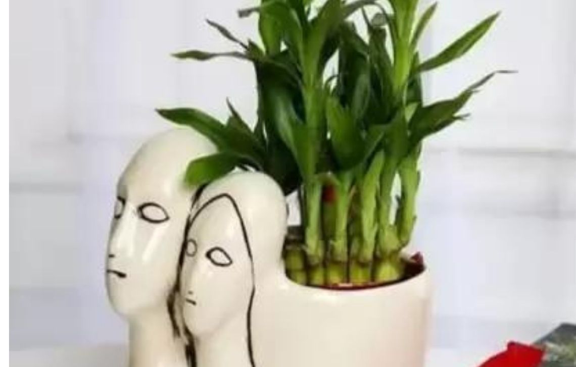 Couple indoor plants