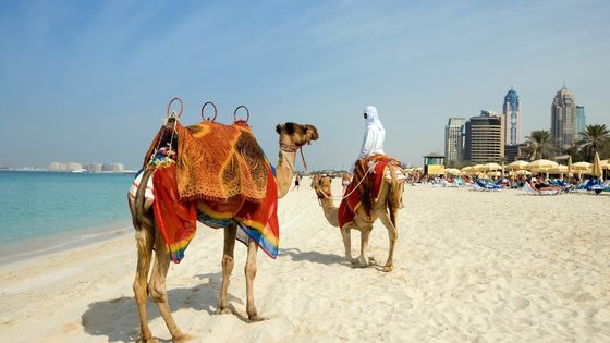 Camel Rides in Dubai