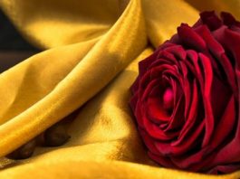 6 of The Most Romantic Flowers That Will Make Your Love Swoon