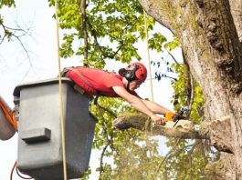tree removal sydney