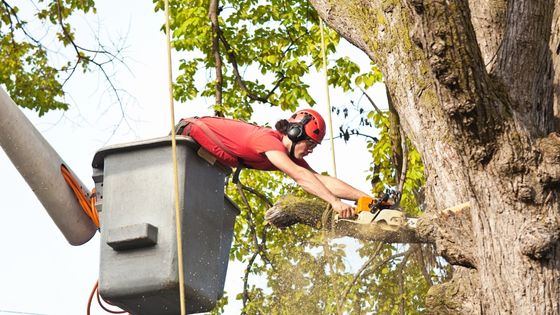 tree removal sydney
