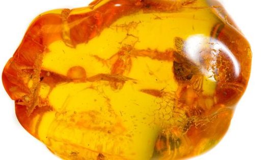 Baltic Amber