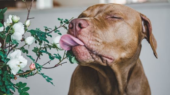 Sympathy flowers for loss of a loved pet