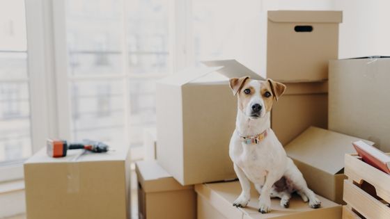 Why You Should Use a Pet Relocation Company For Your Move