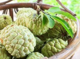 Information Related to the Cultivation of Custard Apple in India