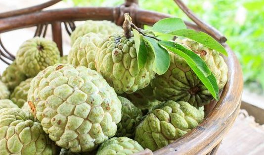 Information Related to the Cultivation of Custard Apple in India