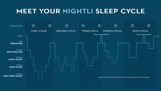 Understanding the Stages of the Sleep Cycle