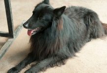 What You Should Know About Belgian Shepherds