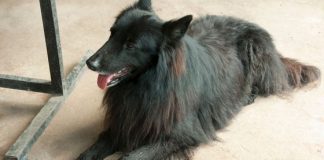 What You Should Know About Belgian Shepherds