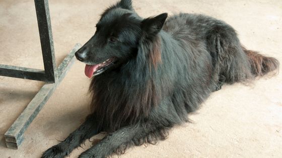 What You Should Know About Belgian Shepherds